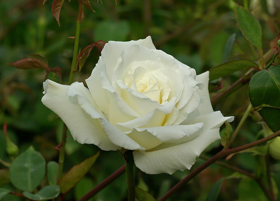 Garden rose - Ibaraki State Symbol