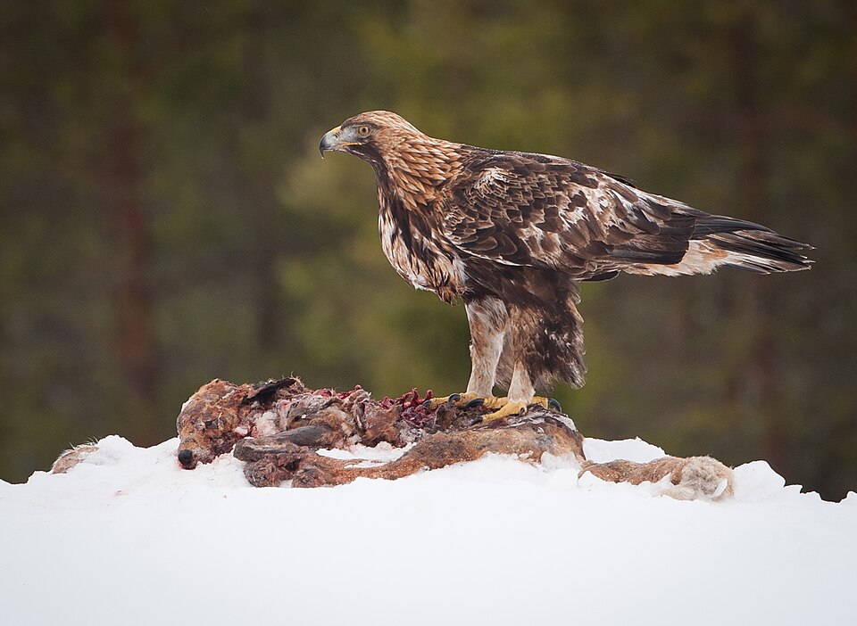 Golden Eagle - Ishikawa State Symbol