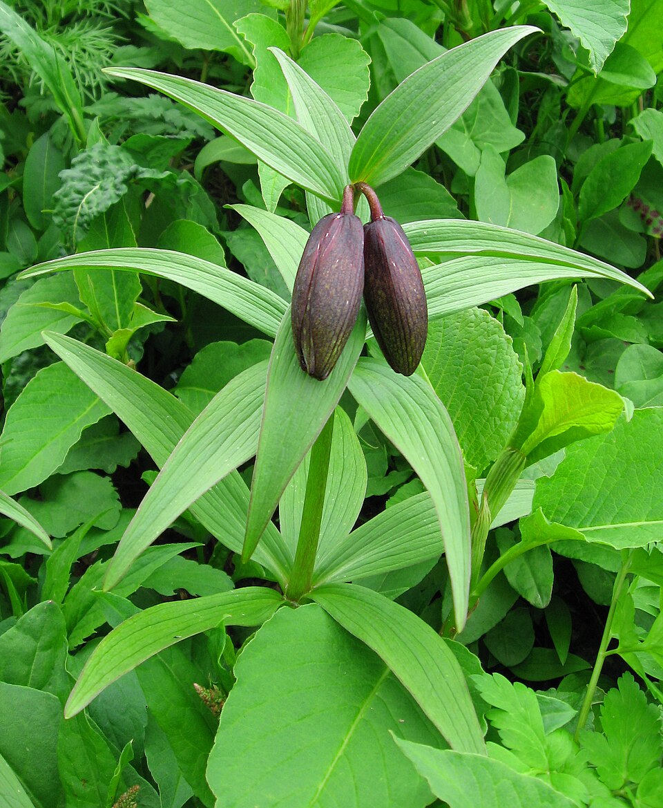 Fritillaria camschatcensis - Ishikawa State Symbol