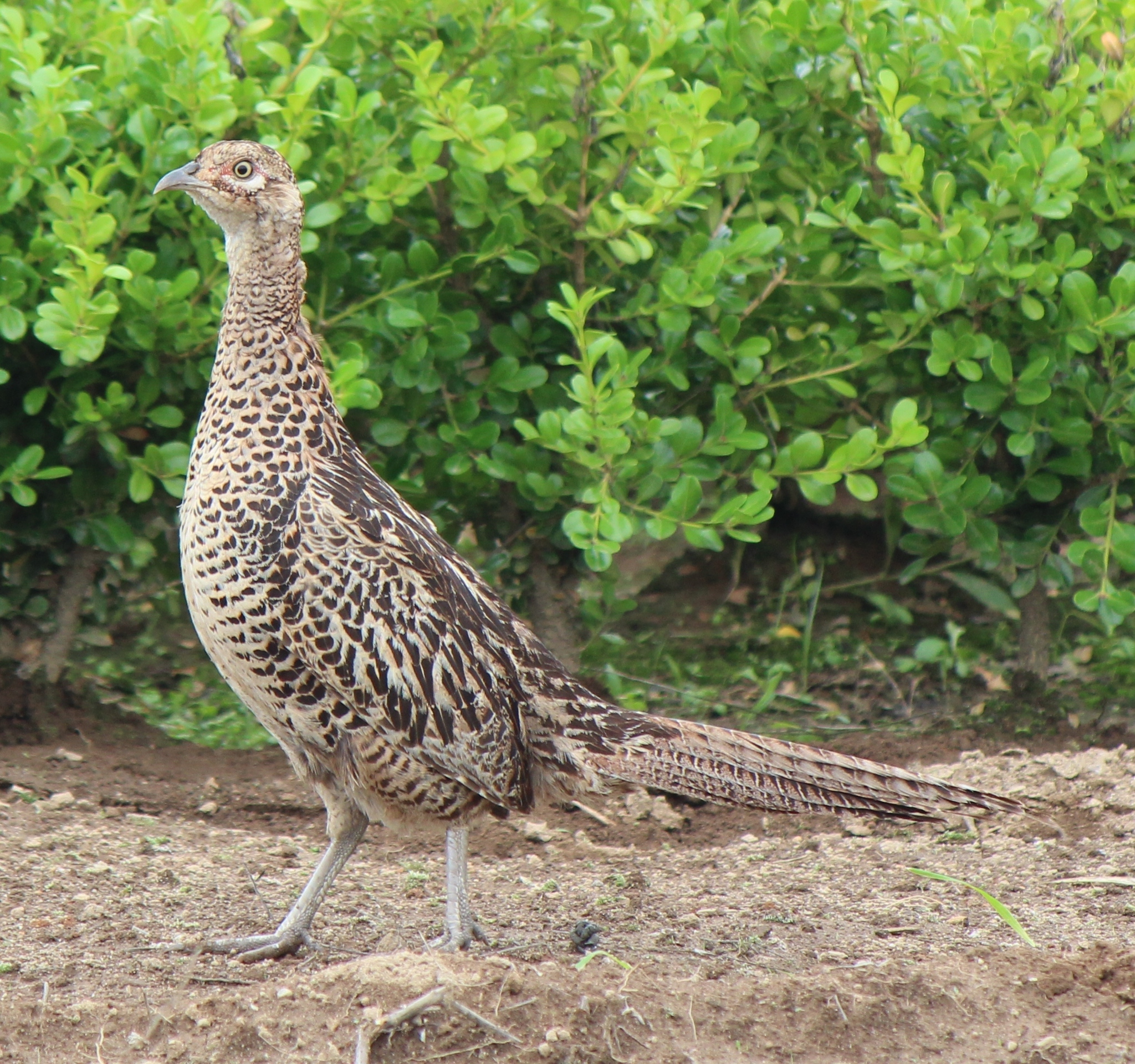Green Pheasant - Iwate State Symbol