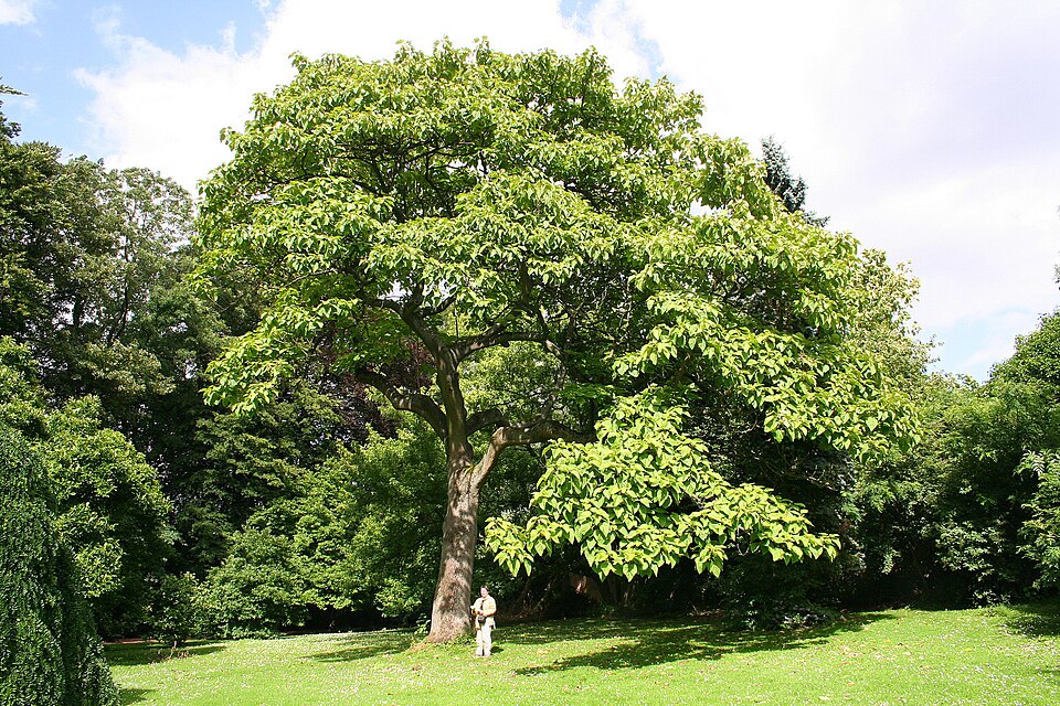 Paulownia tomentosa - Iwate State Symbol