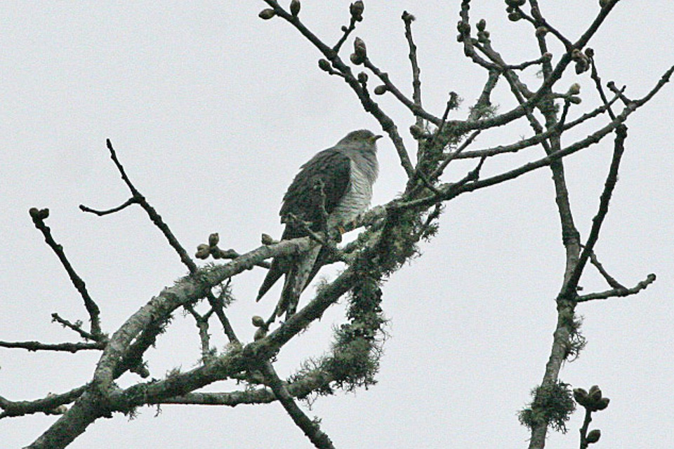 Lesser Cuckoo - Kagawa State Symbol