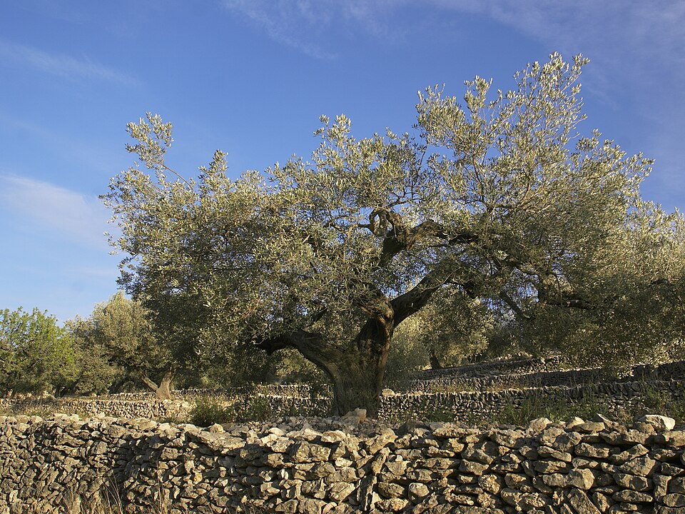 Olea europaea - Kagawa State Symbol
