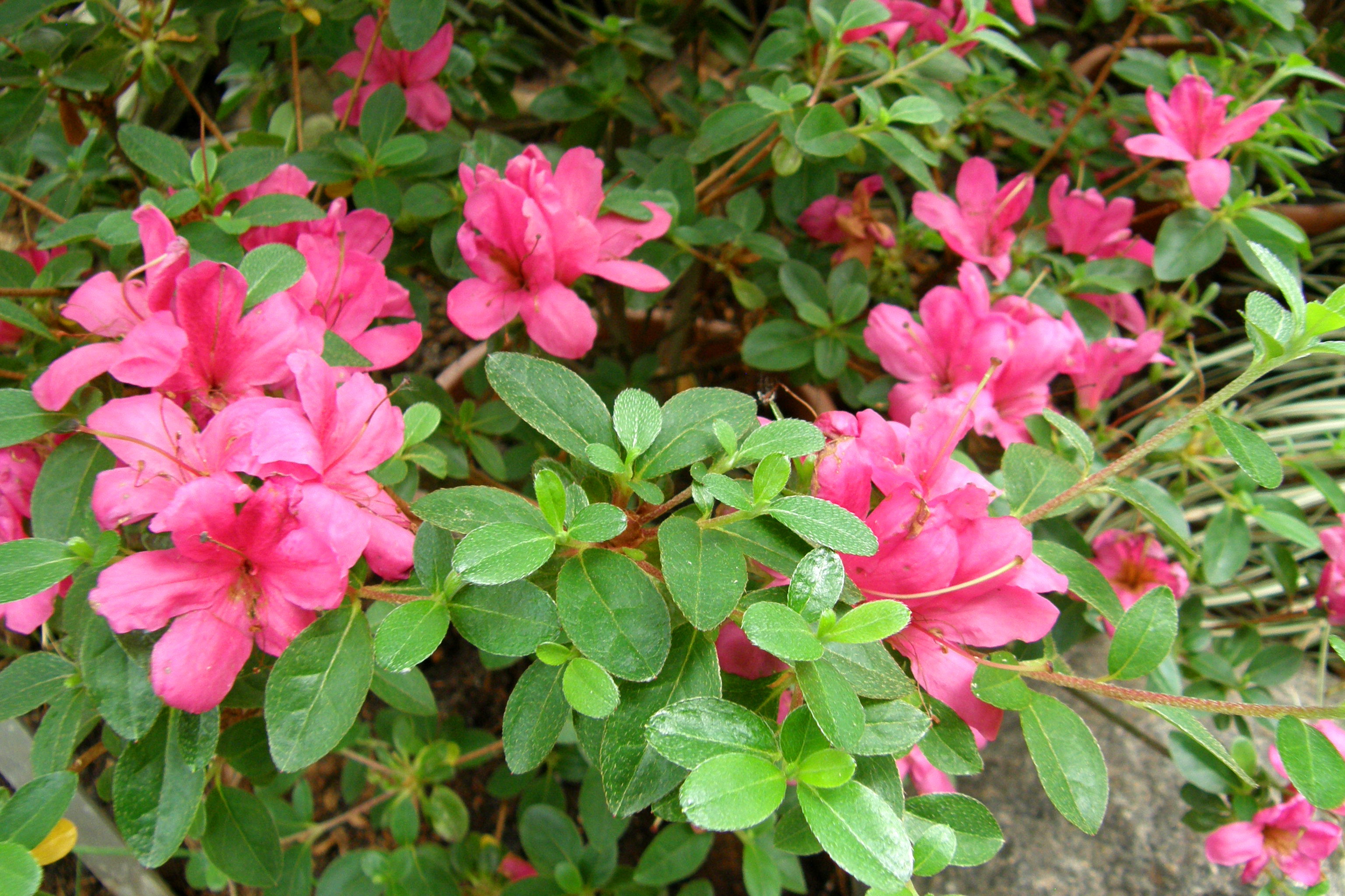 Rhododendron kiusianum - Kagoshima State Symbol