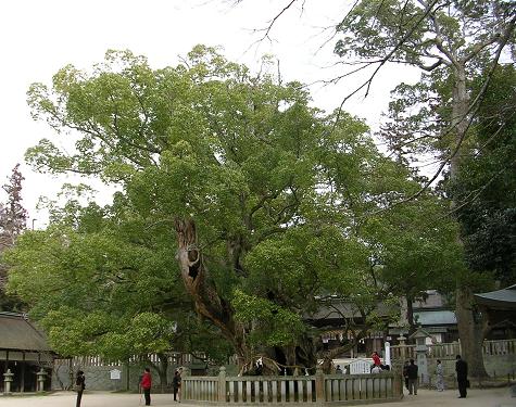 Cinnamomum camphora - Kagoshima State Symbol