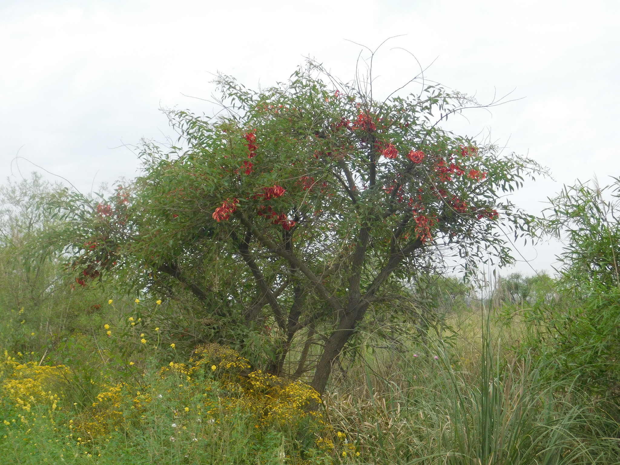 Erythrina crista-galli - Kagoshima State Symbol