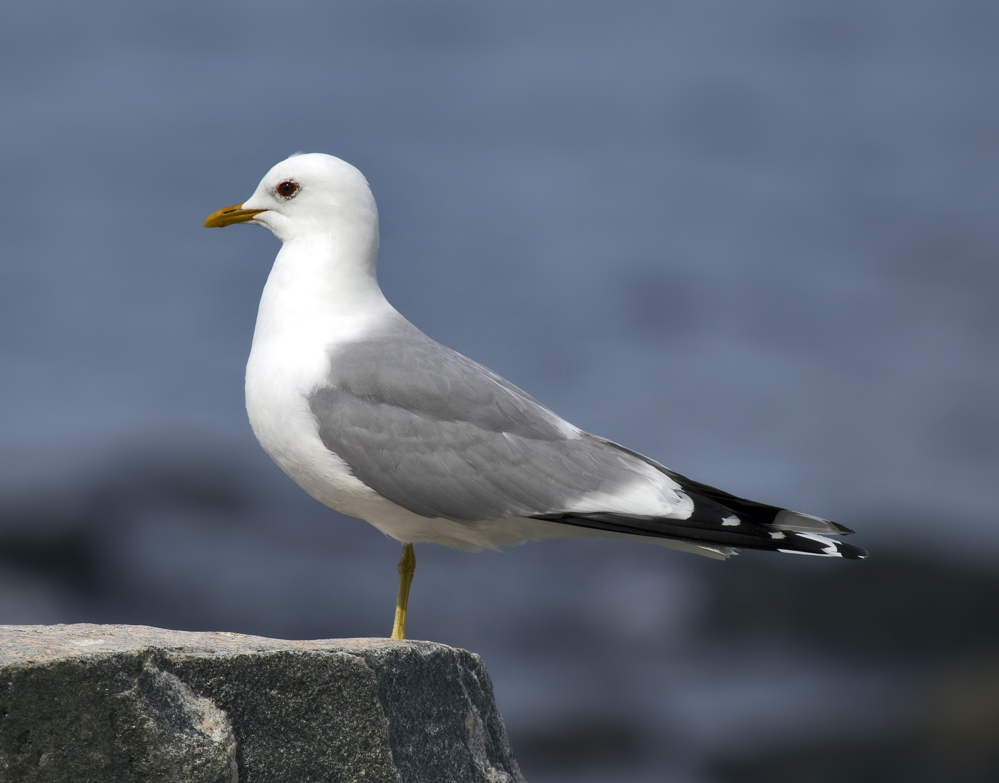 Common Gull - Kanagawa State Symbol