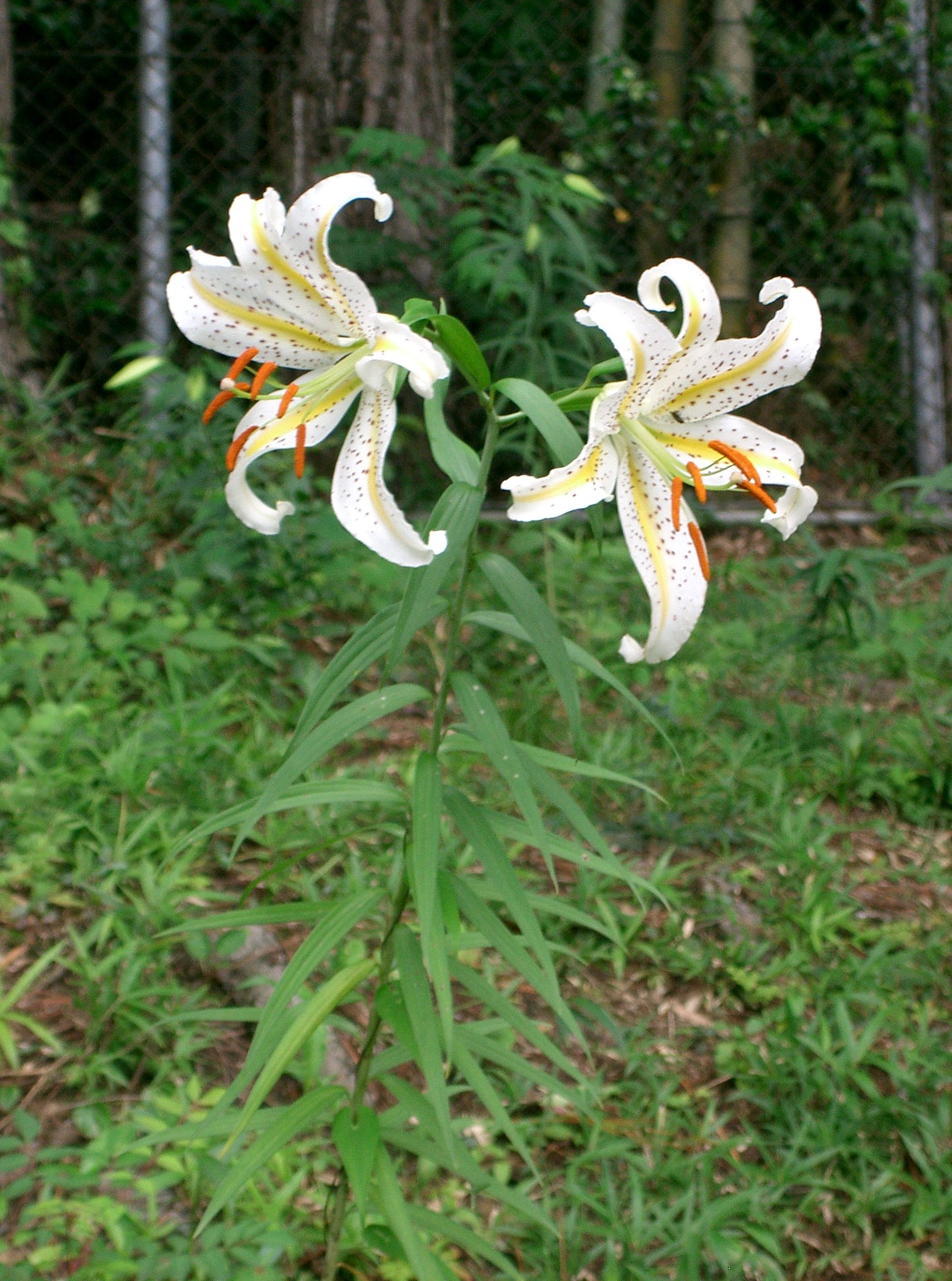 Lilium auratum - Kanagawa State Symbol