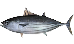 skipjack tuna - Kochi State Symbol