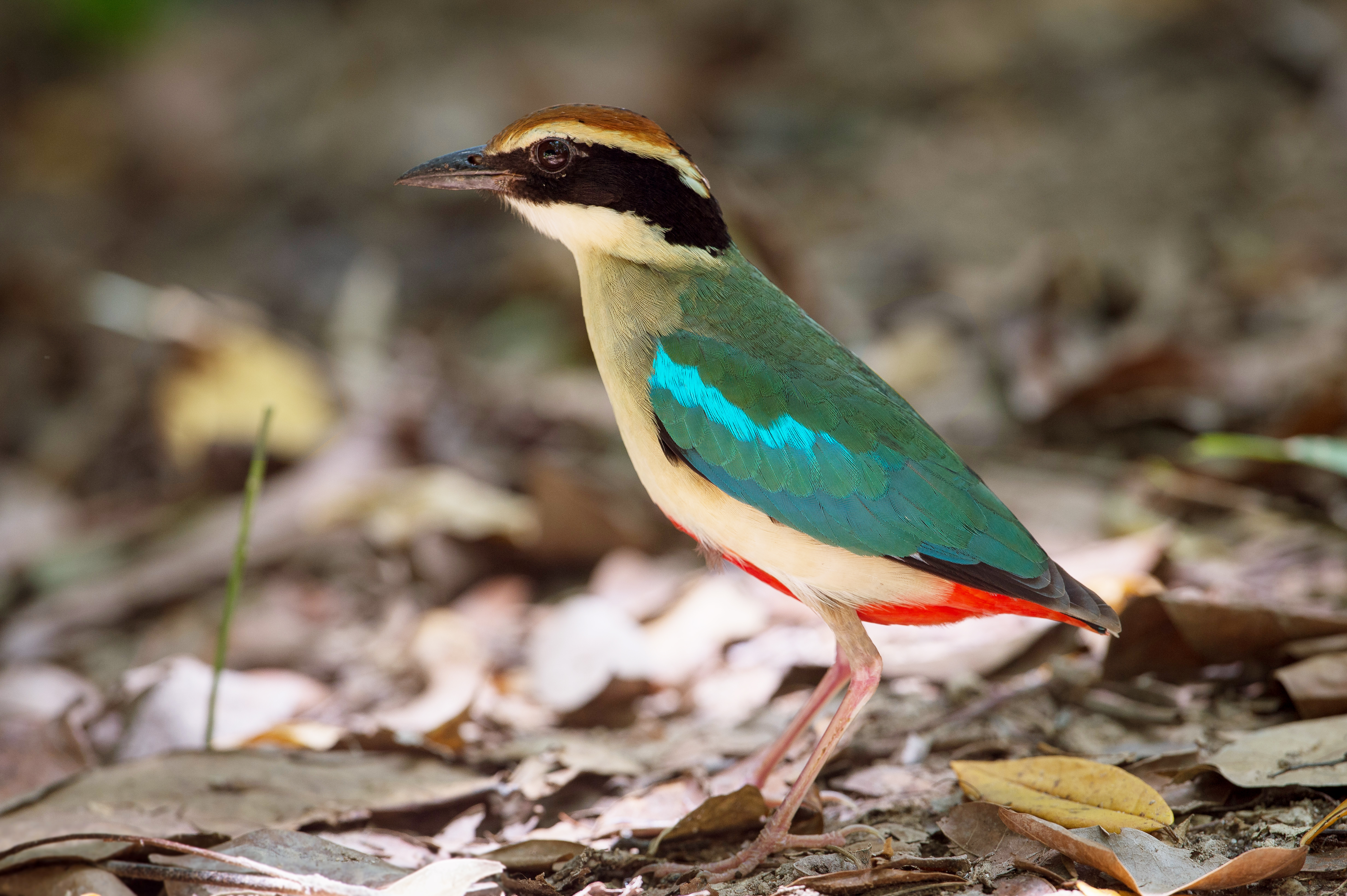 Fairy Pitta - Kochi State Symbol