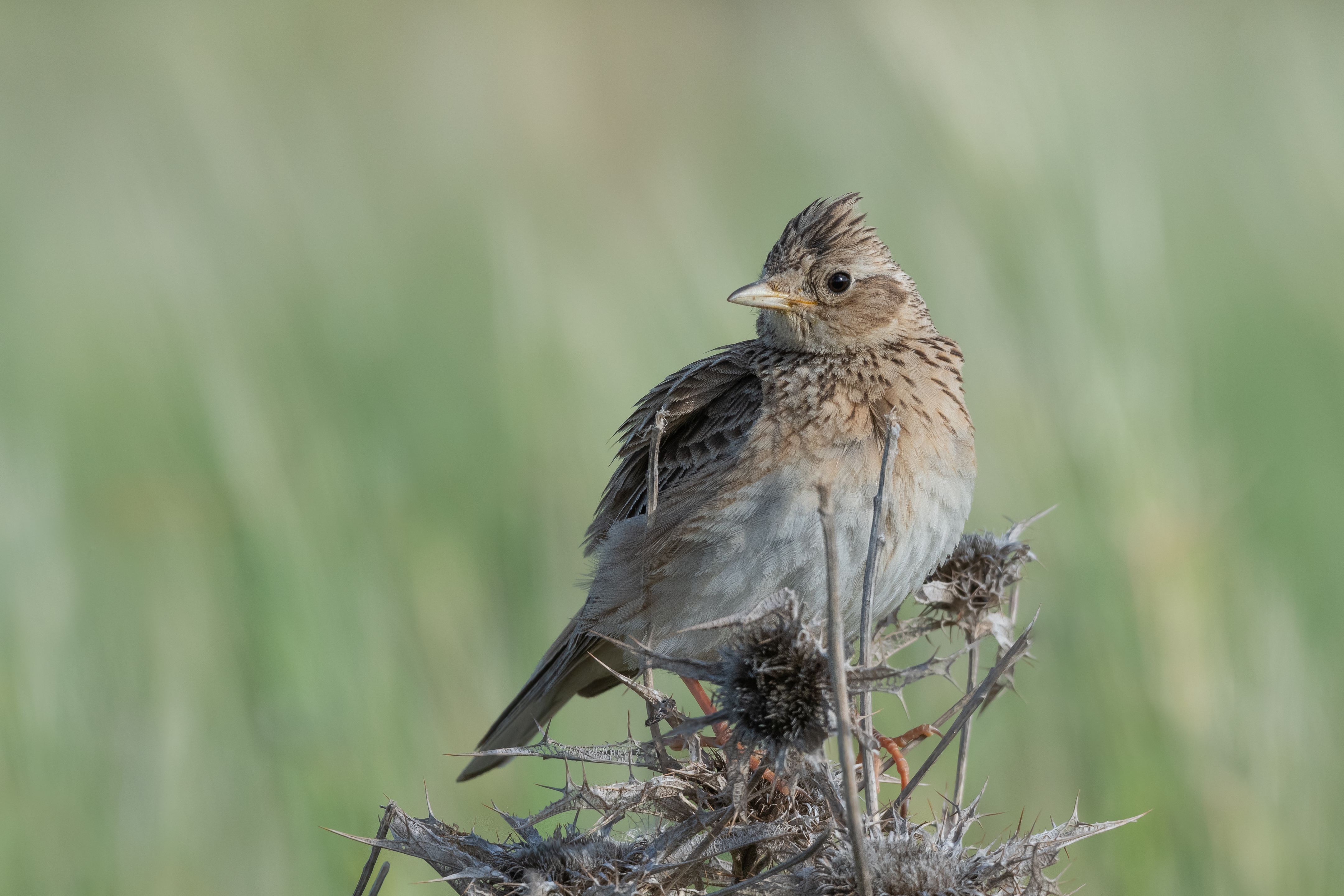 Eurasian Skylark - Kumamoto State Symbol