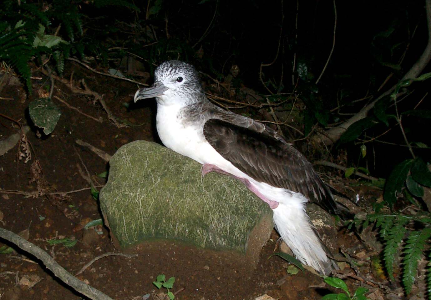 Calonectris leucomelas - Kyoto State Symbol