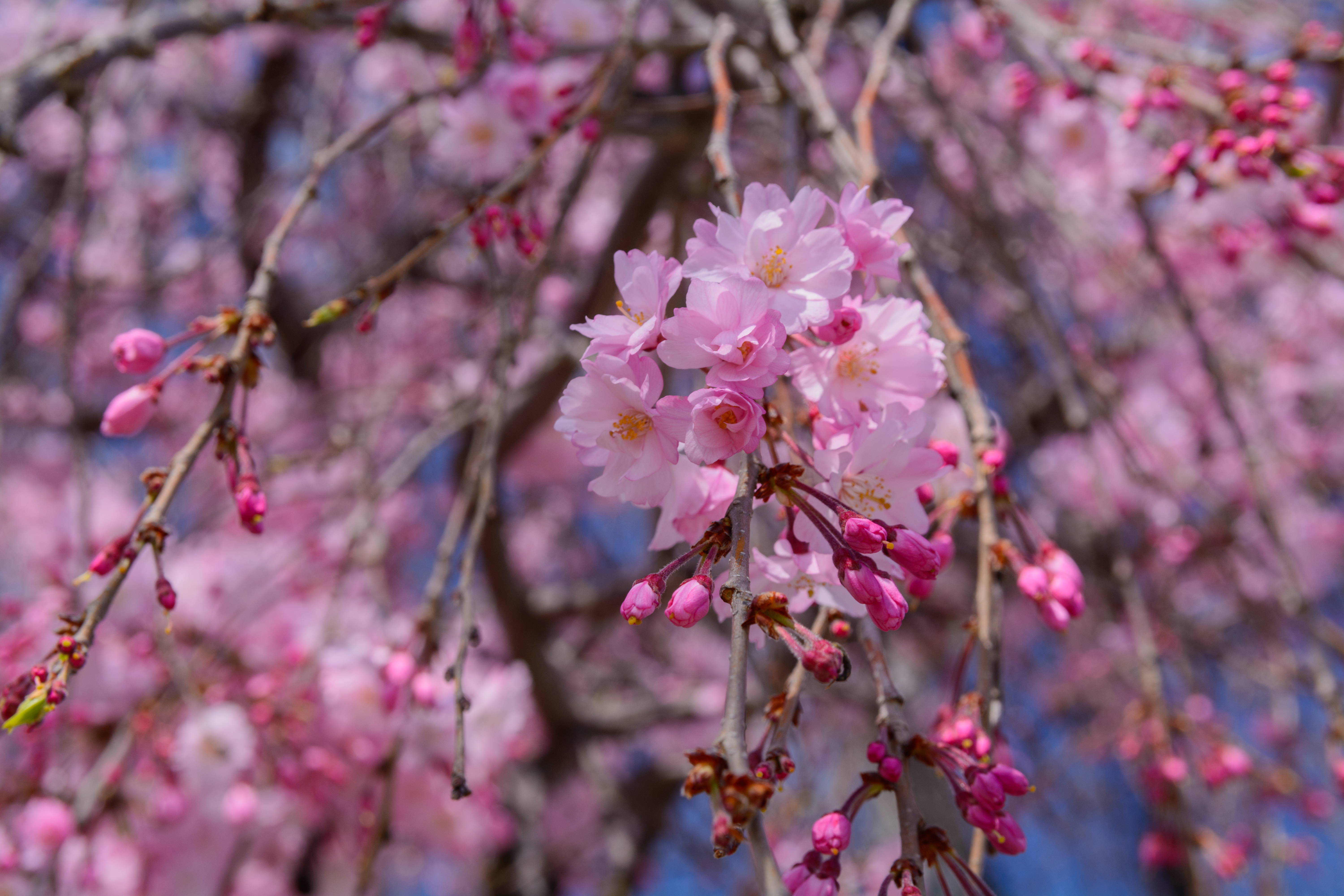 Prunus pendula - Kyoto State Symbol