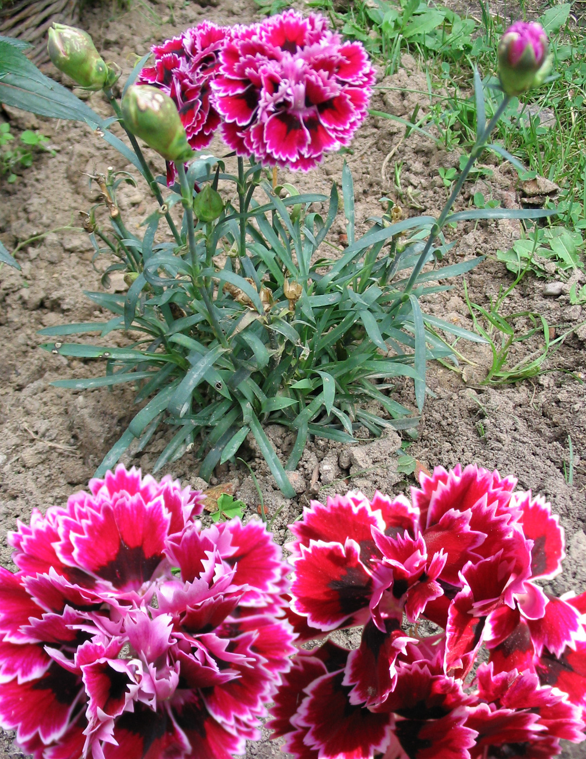 Dianthus - Kyoto State Symbol