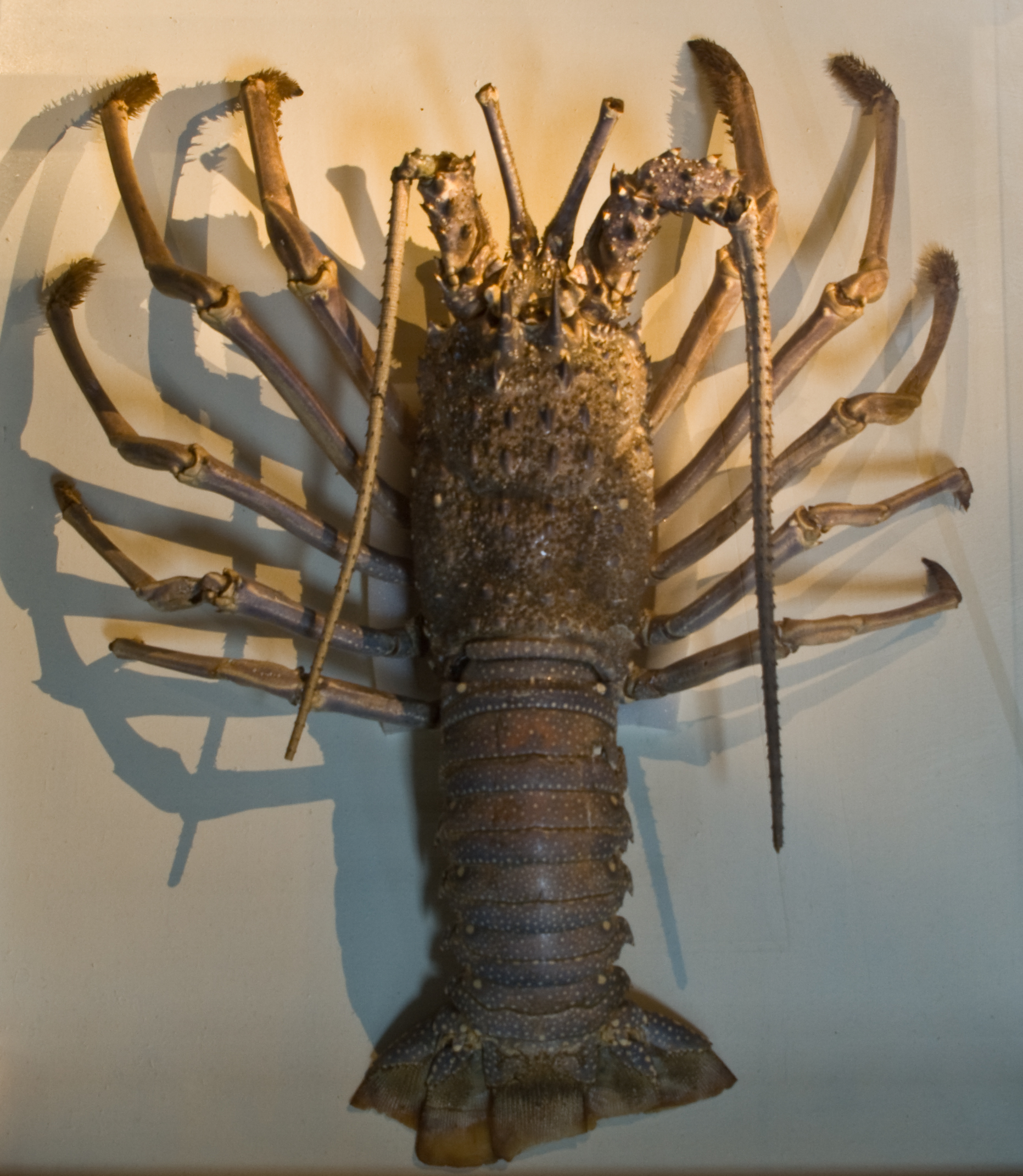 Japanese spiny lobster - Mie State Symbol