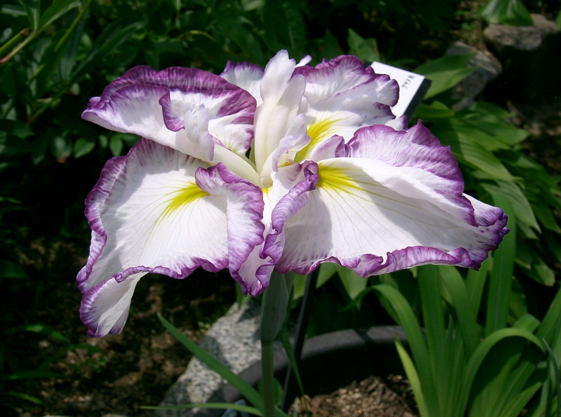 Iris ensata var. ensata - Mie State Symbol