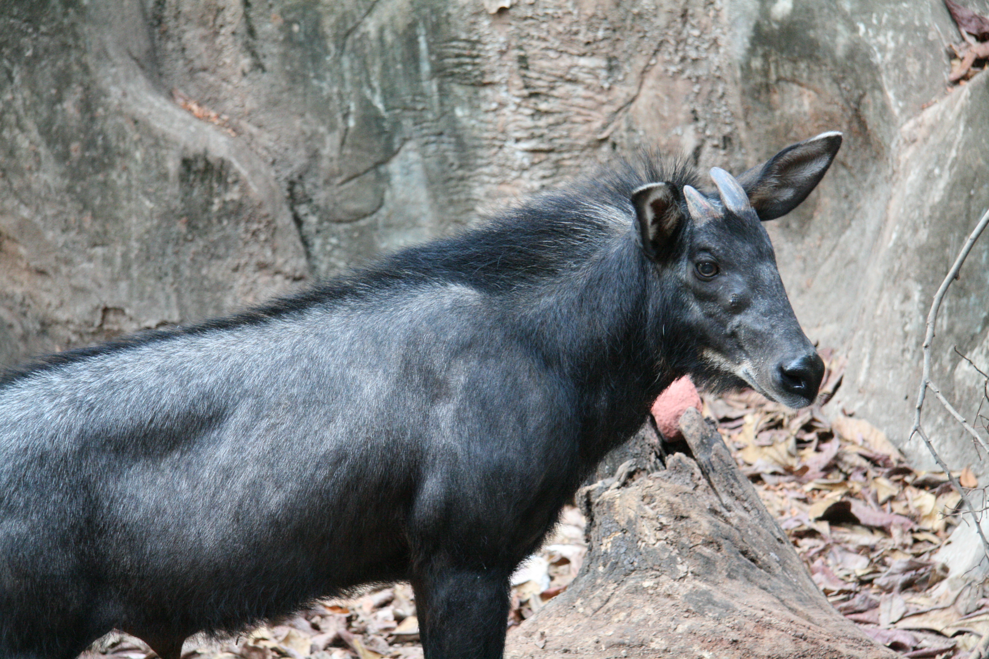 Serow - Mie State Symbol