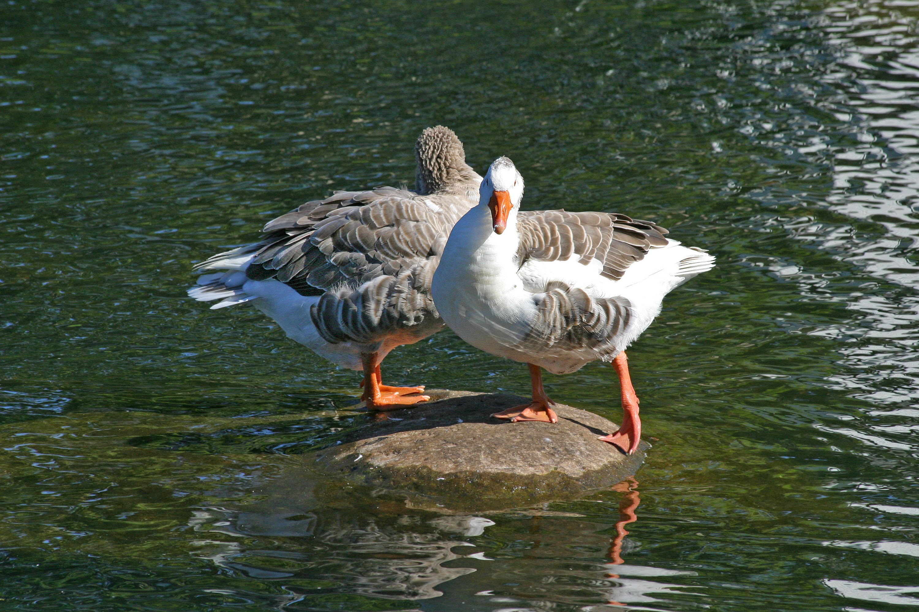 Goose - Miyagi State Symbol