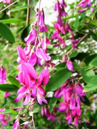 Lespedeza thunbergii - Miyagi State Symbol