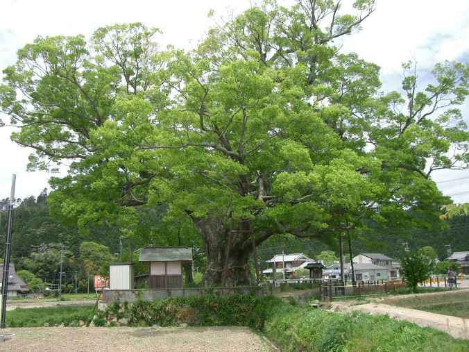 Zelkova serrata - Miyagi State Symbol