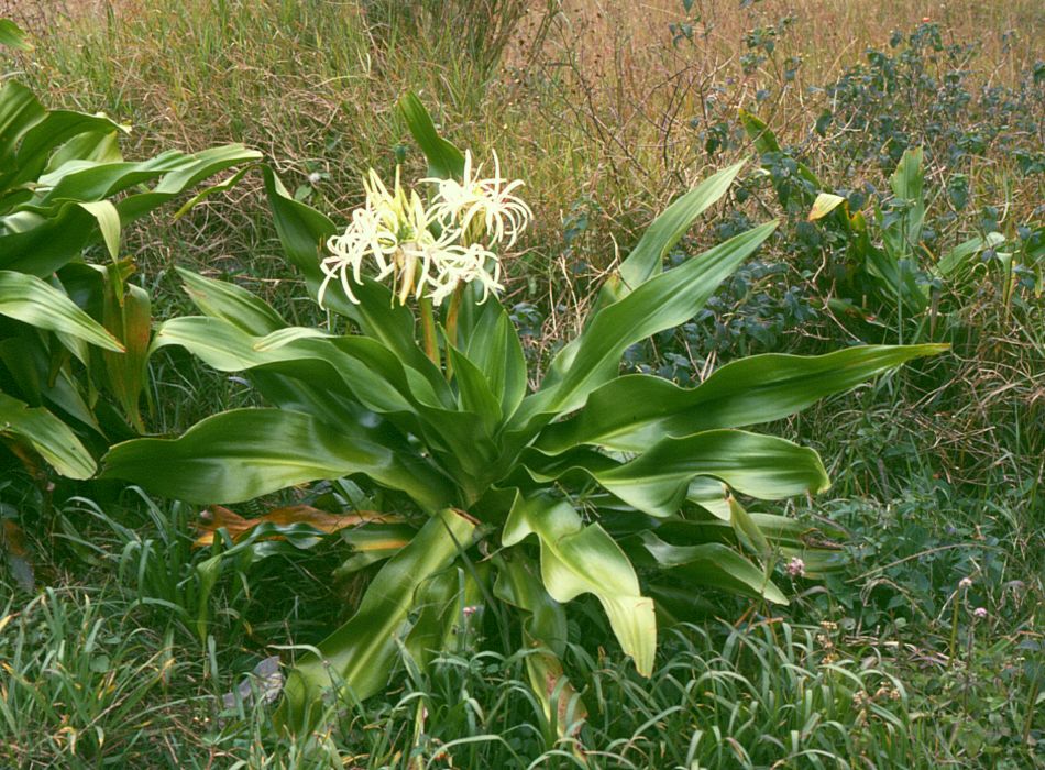 Crinum asiaticum - Miyazaki State Symbol