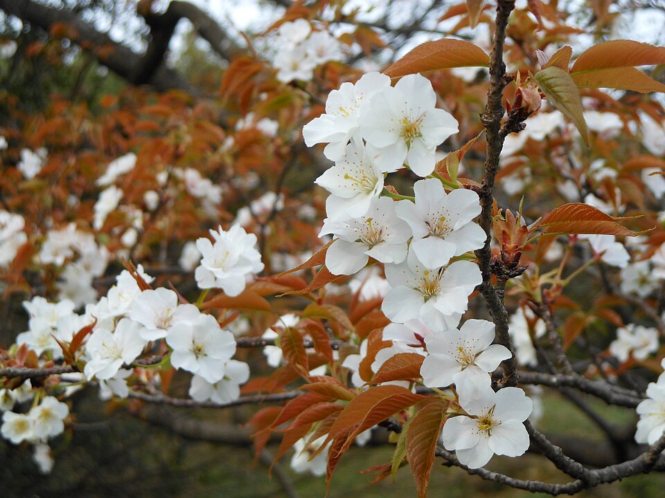 Cerasus jamasakura - Miyazaki State Symbol