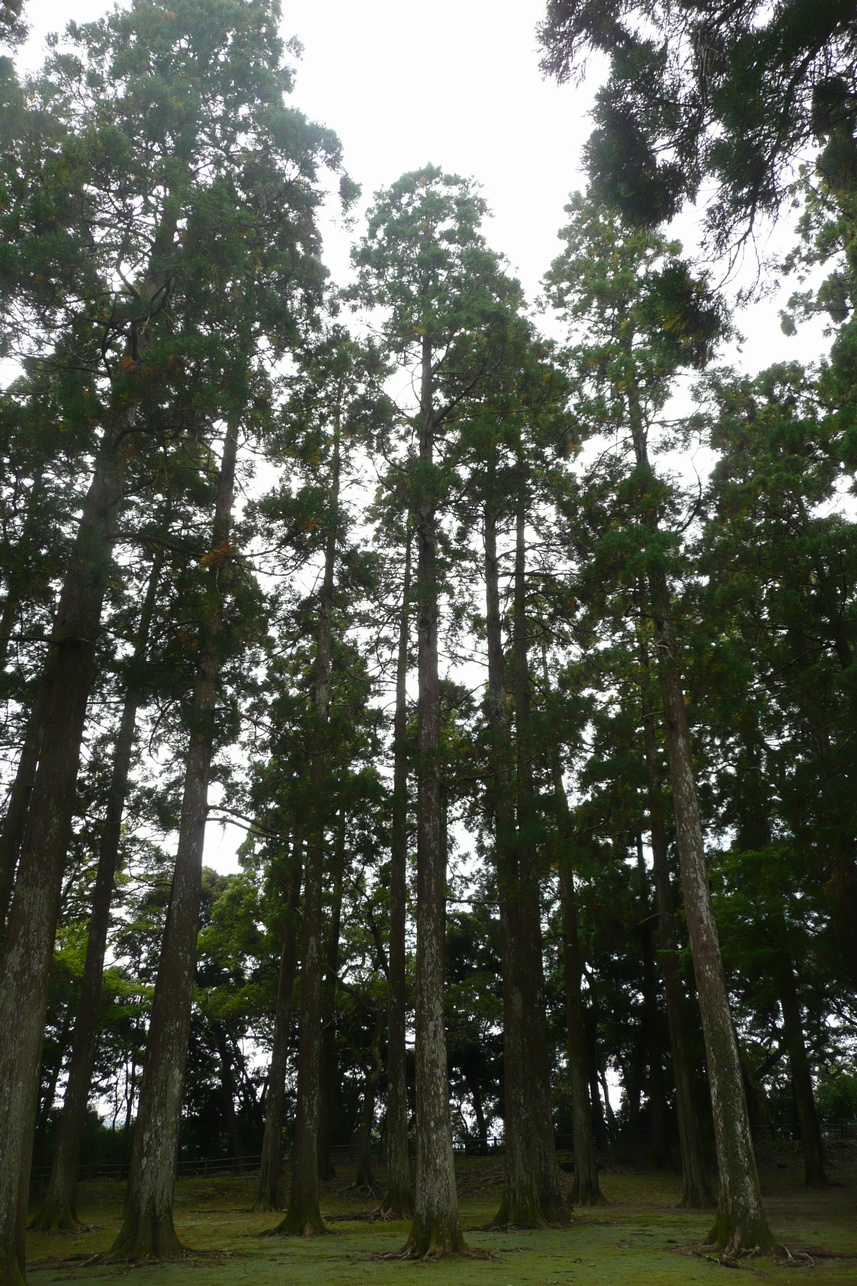 Obi cedar - Miyazaki State Symbol