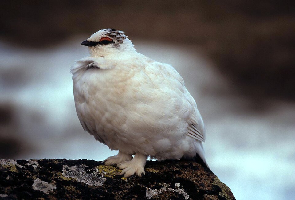 rock ptarmigan - Nagano State Symbol