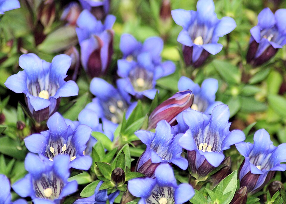 Gentiana scabra - Nagano State Symbol