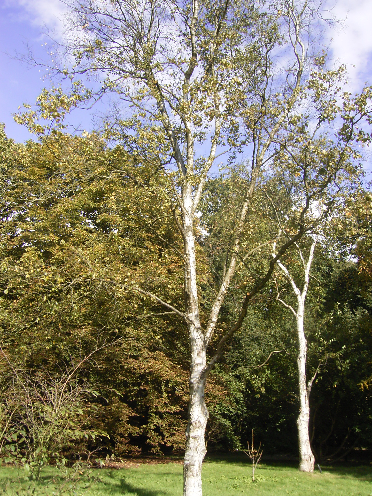 Betula platyphylla - Nagano State Symbol