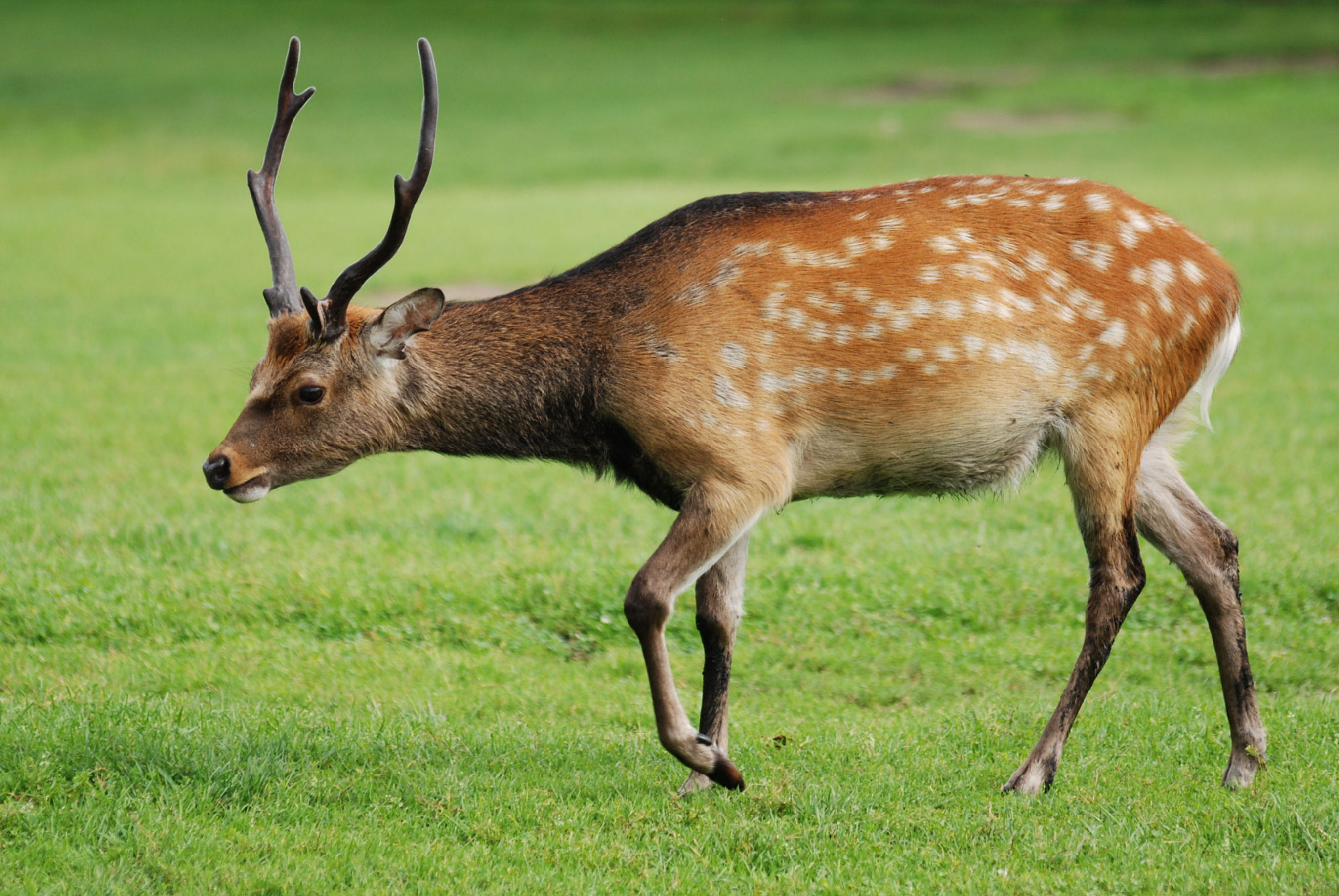 Cervus nippon nippon - Nagasaki State Symbol
