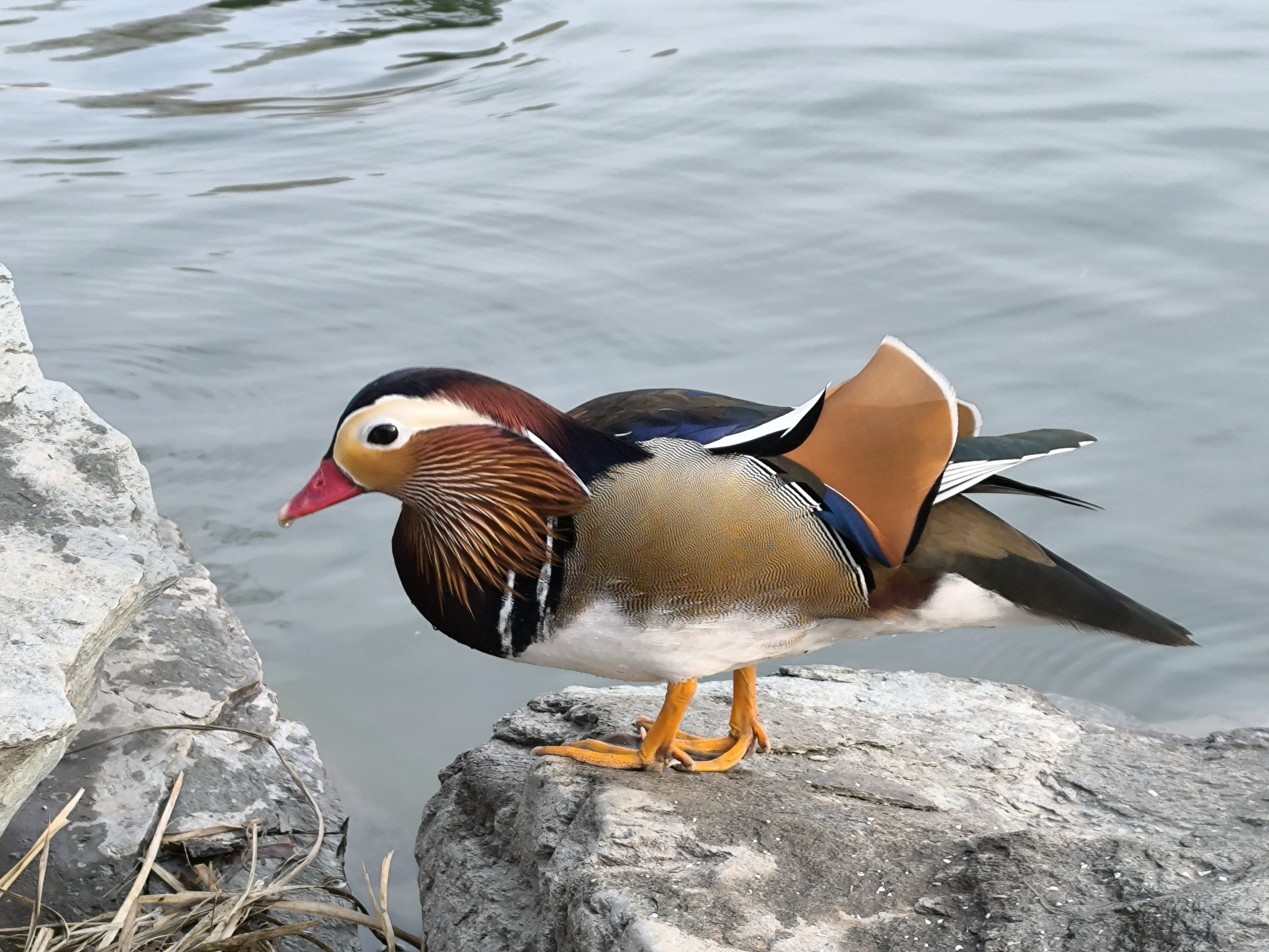 Mandarin Duck - Nagasaki State Symbol