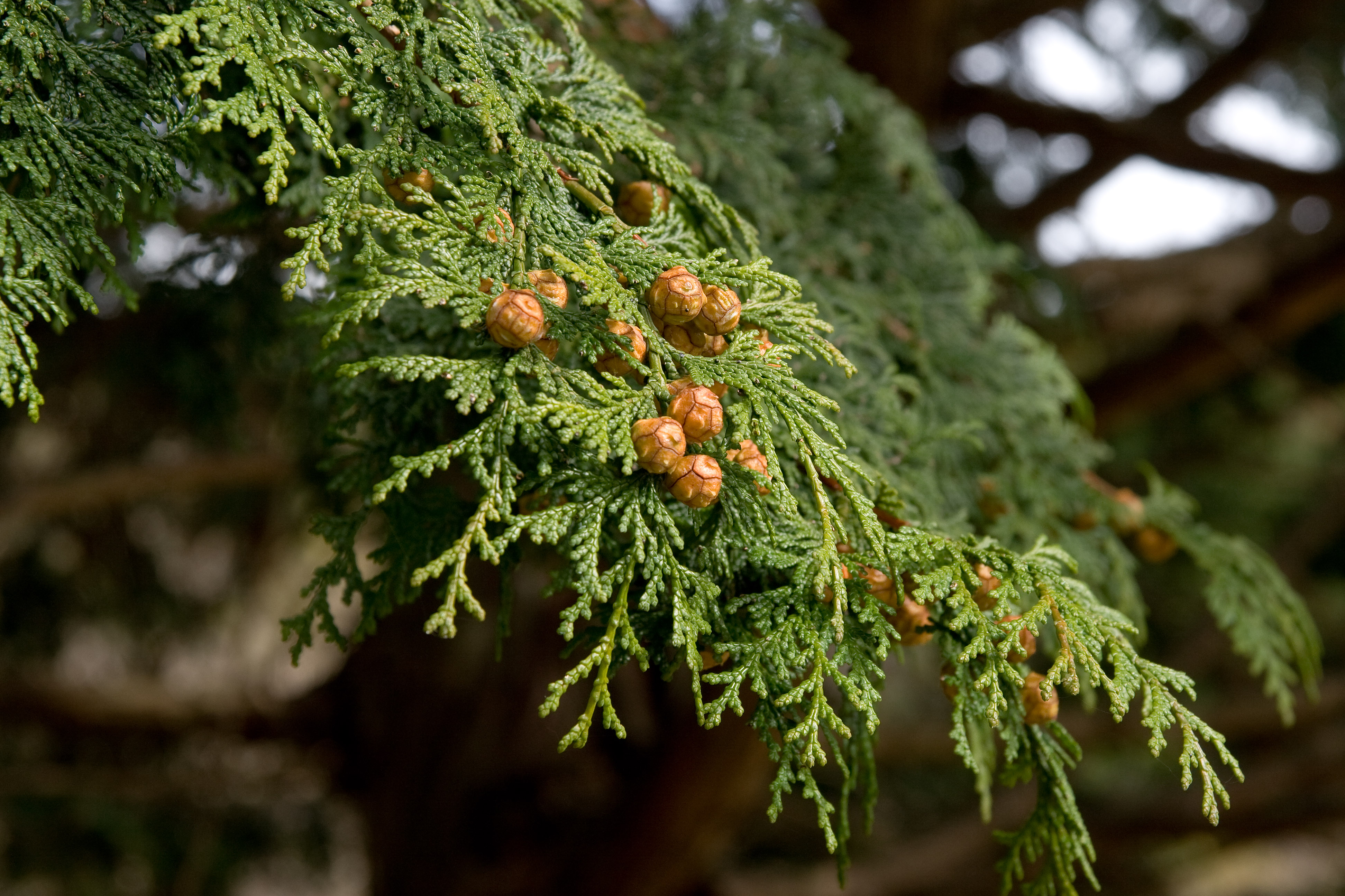 Chamaecyparis obtusa - Nagasaki State Symbol