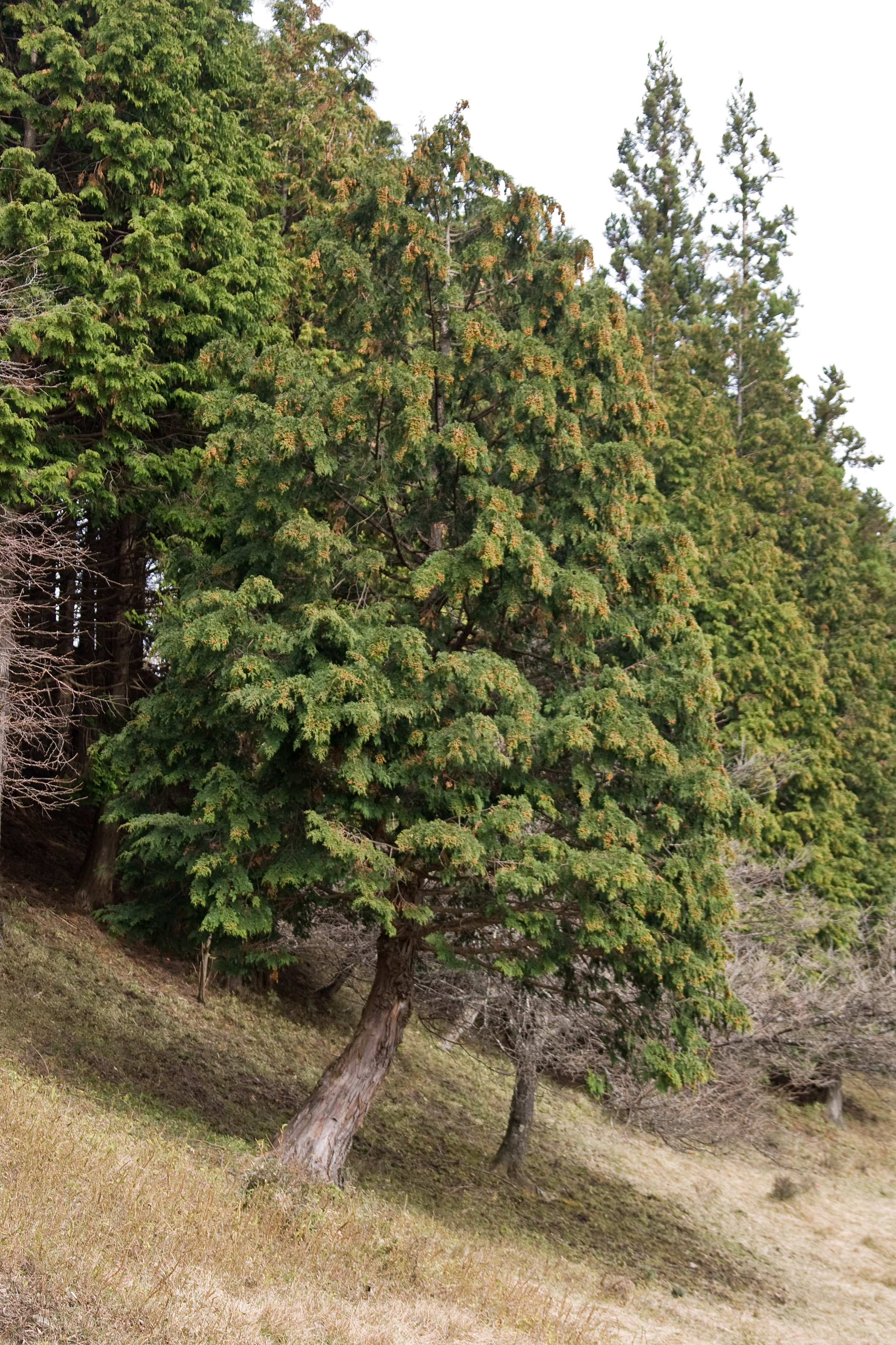 Chamaecyparis obtusa - Nagasaki State Symbol