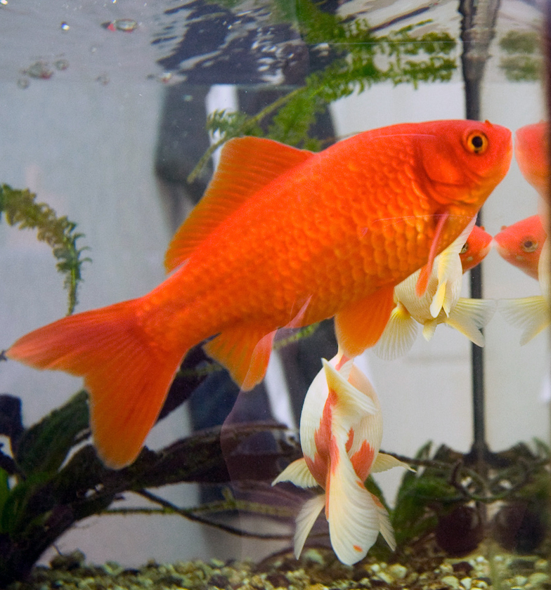 goldfish - Nara State Symbol