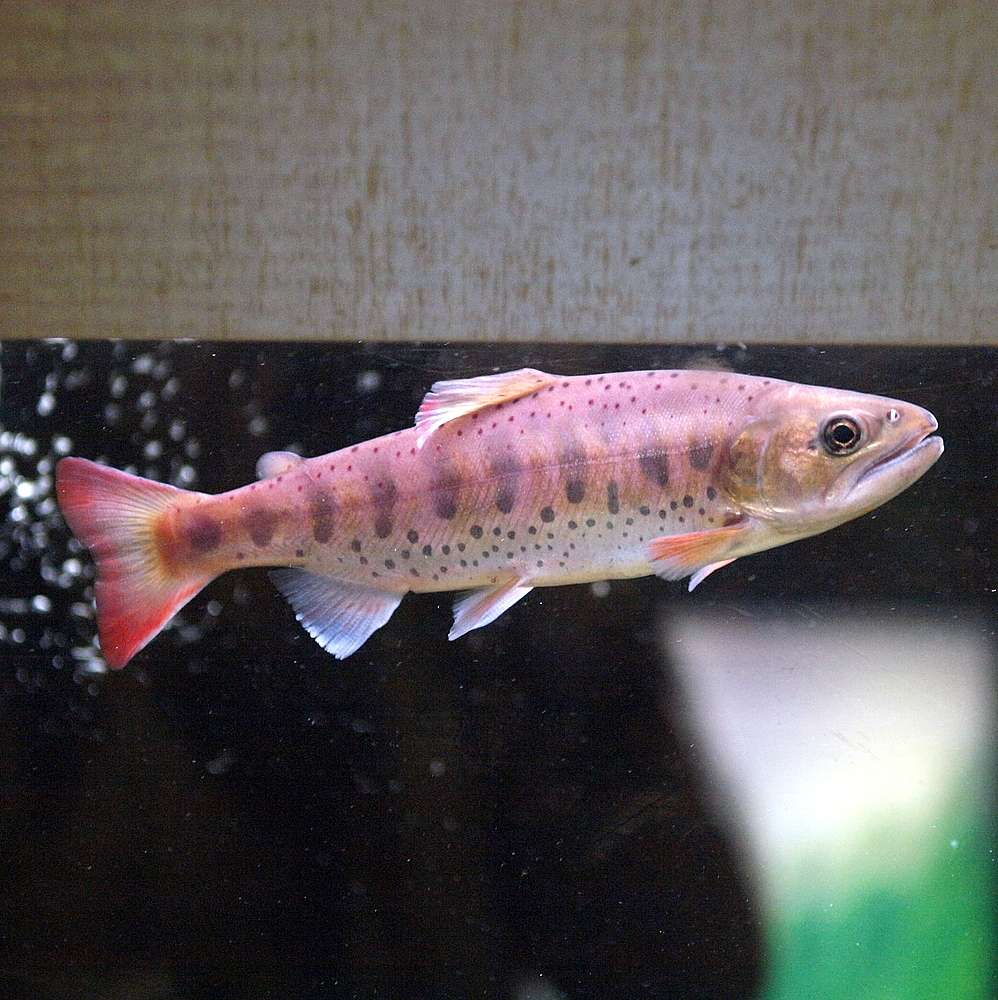 Satsukimasu salmon - Nara State Symbol