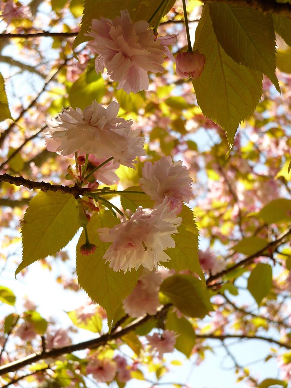 Prunus verecunda 'Antiqua' - Nara State Symbol