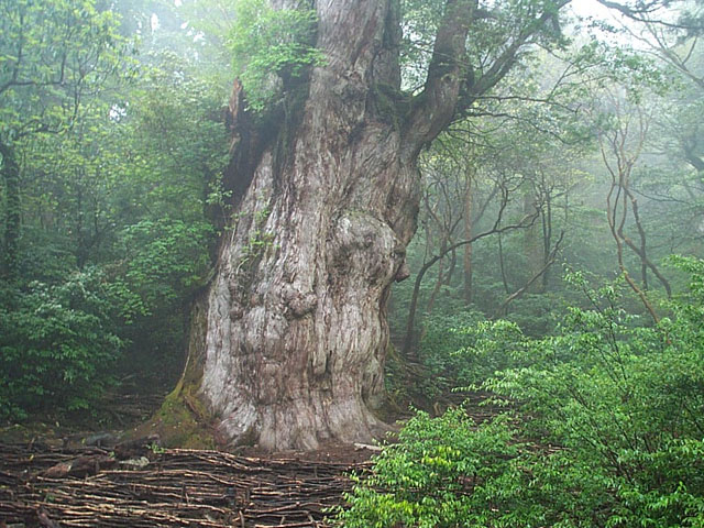 Cryptomeria japonica - Nara State Symbol