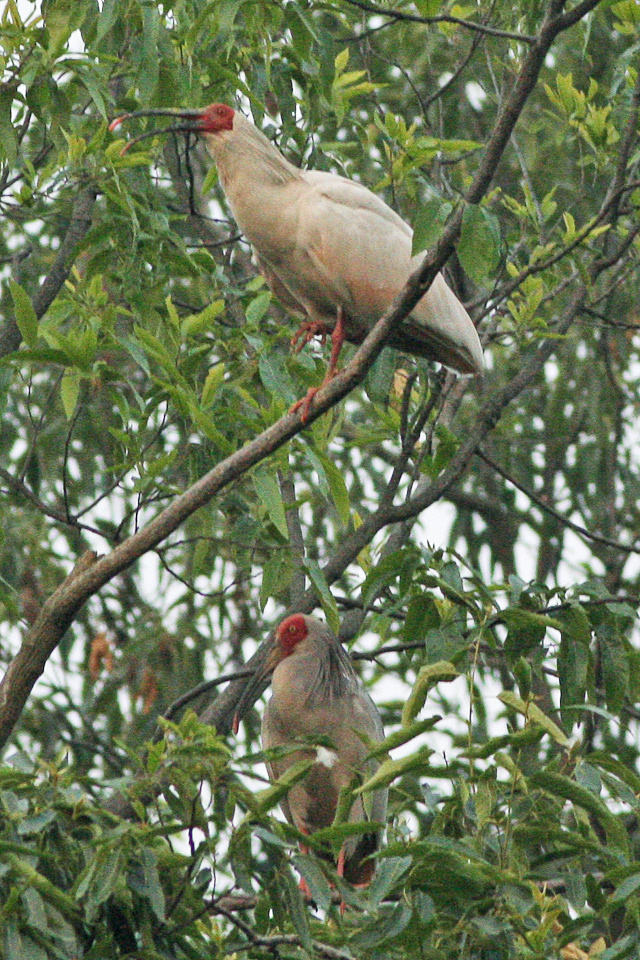Crested Ibis - Niigata State Symbol