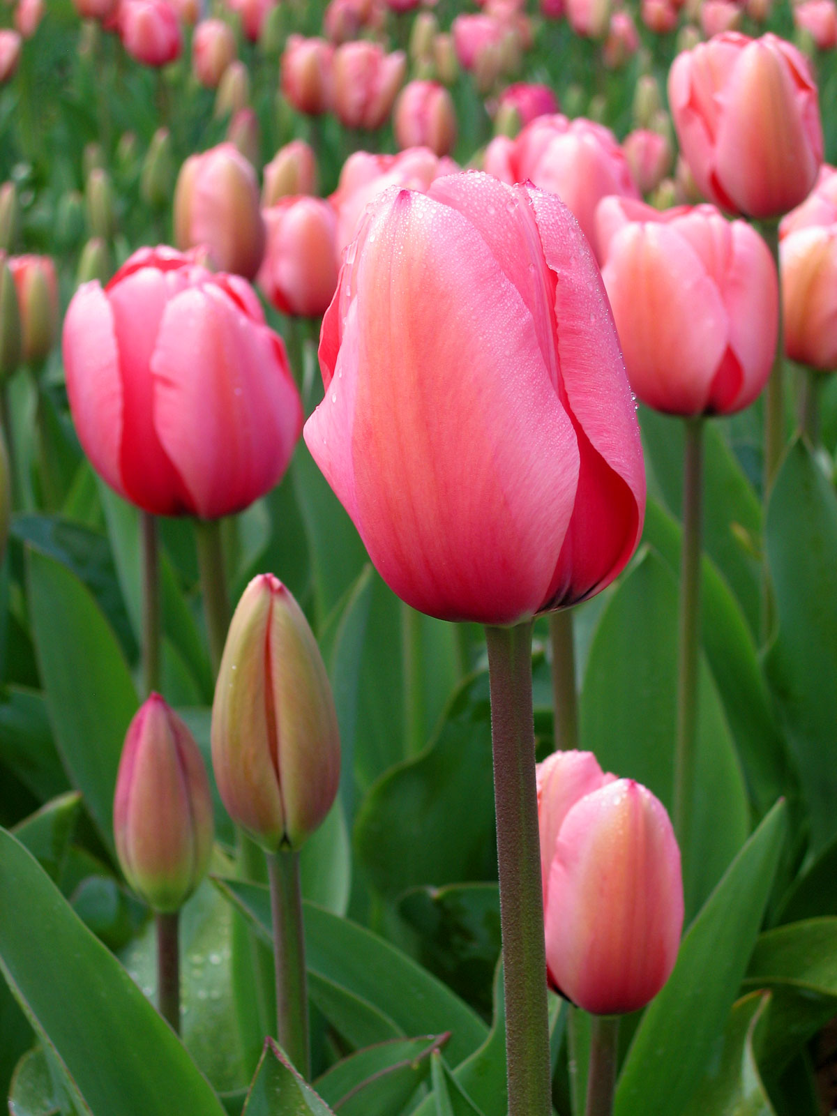 Tulipa - Niigata State Symbol