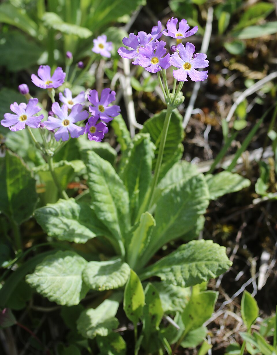 Primula farinosa subsp. modesta - Niigata State Symbol