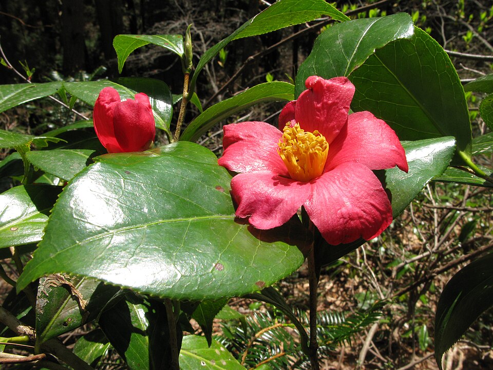 Camellia rusticana - Niigata State Symbol