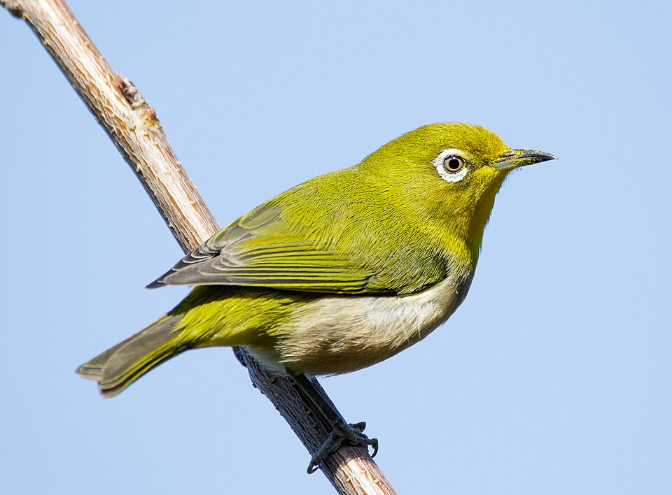 Warbling white-eye - Oita State Symbol