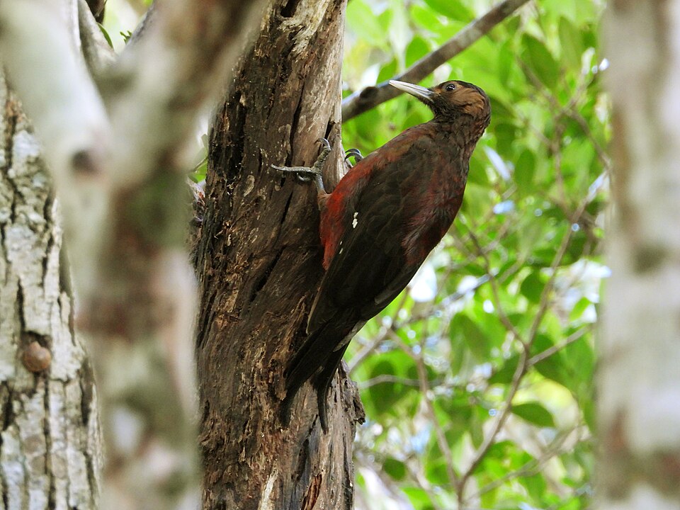 Okinawa Woodpecker