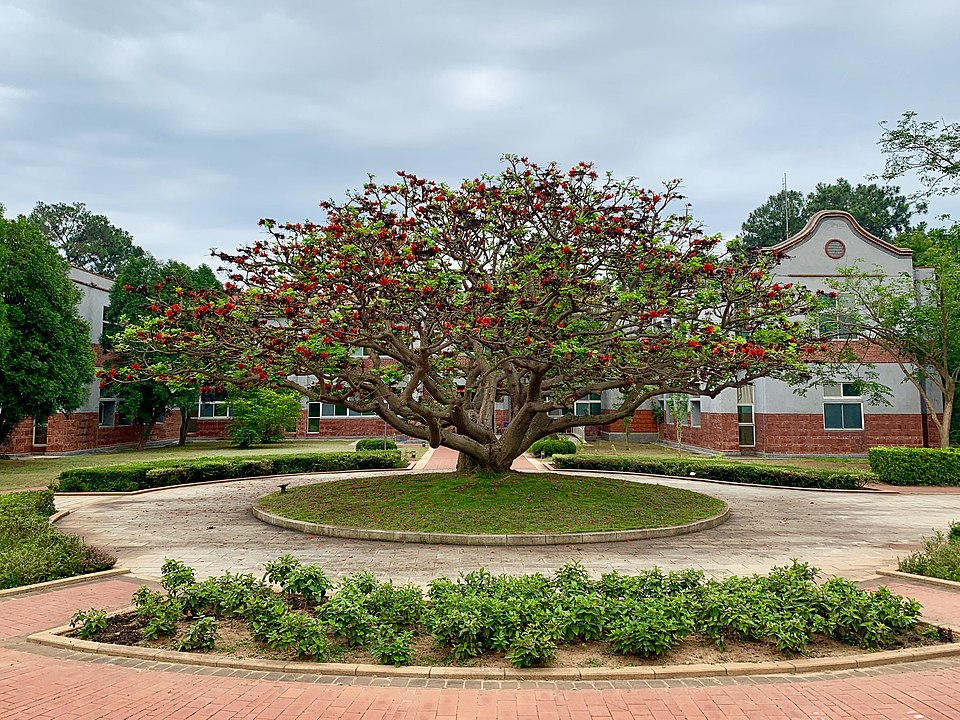 Erythrina variegata