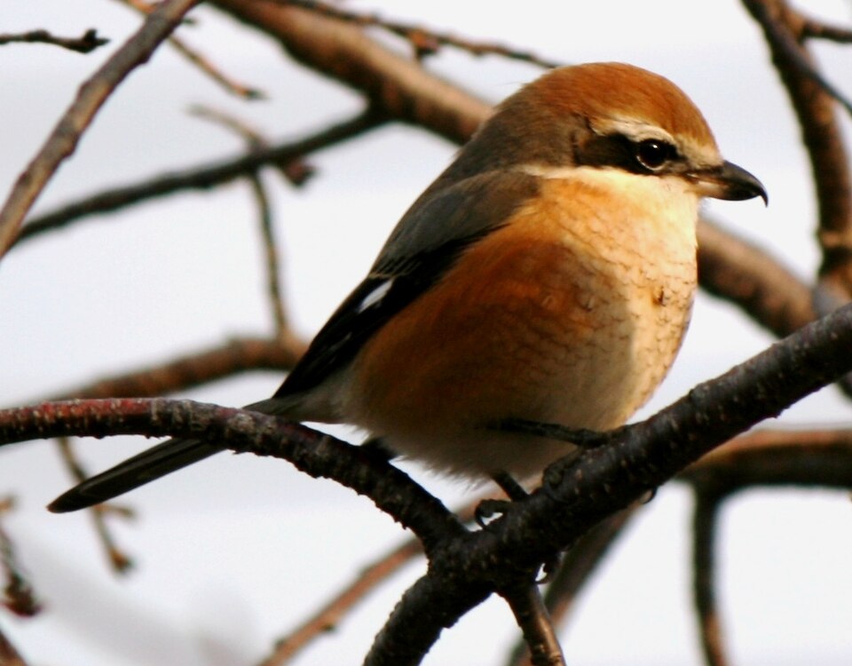 Bull-headed Shrike - Osaka State Symbol