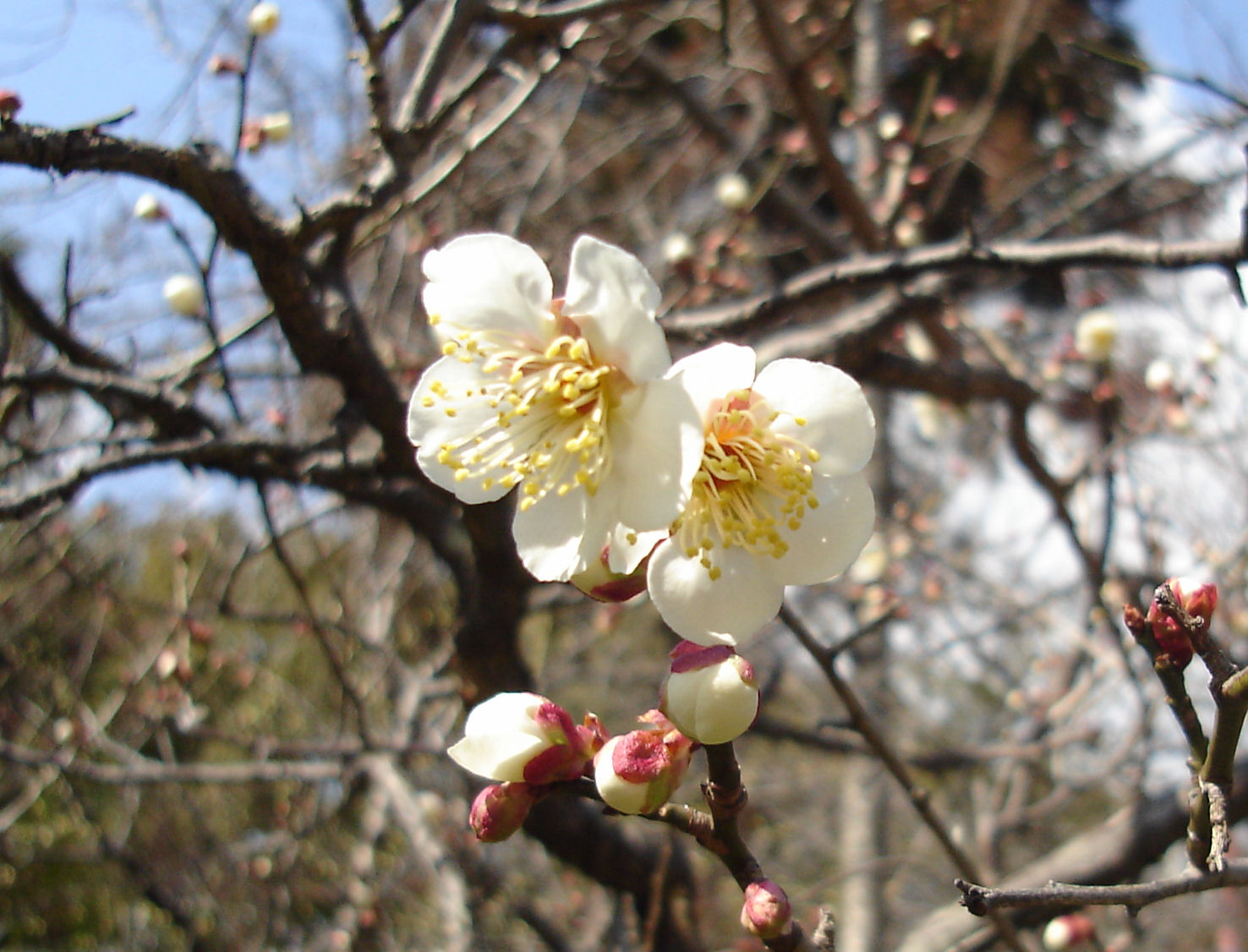 Prunus mume - Osaka State Symbol