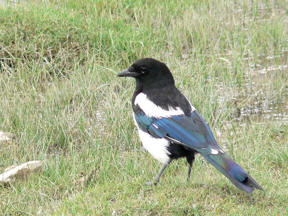 Eurasian Magpie
