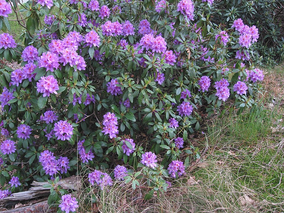 Rhododendron subg. Hymenanthes