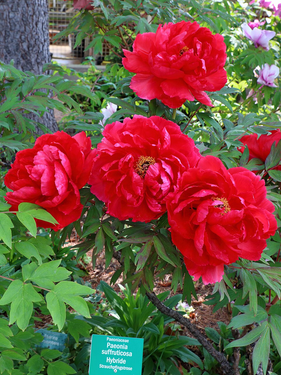 Paeonia × suffruticosa